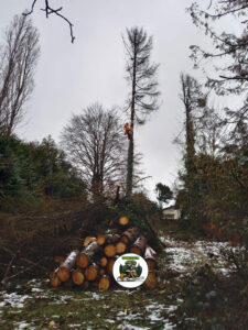 Abattage arbre dangereux Augny